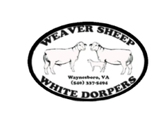 Weaver Dorper Sheep